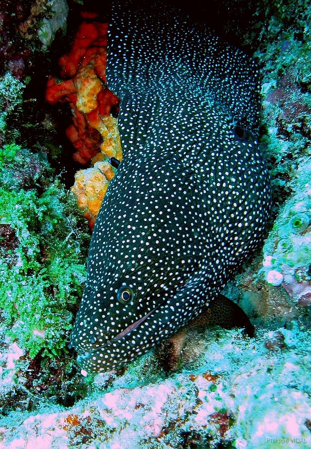 IMG_7638rc_Maldives_Madoogali_Mureneponctuee ou perlee-Gymnothorax meleagris.jpg